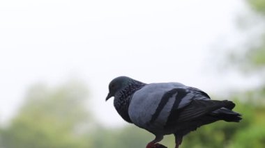 Close-up footage of a pigeon sitting on rock and dancing, Rajasthan India