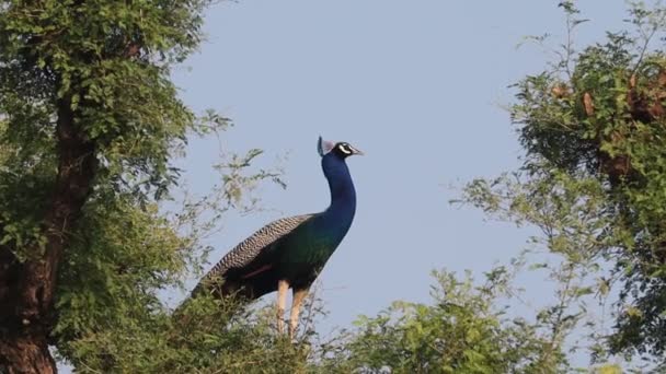 Close Footage Beautiful Peacock Bird Sitting Tree Looking Camera Rajasthan — стоковое видео
