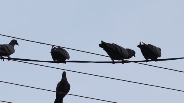 Close Footage Flock Silhouette Pigeons Sitting Wire Rajasthan India — Αρχείο Βίντεο