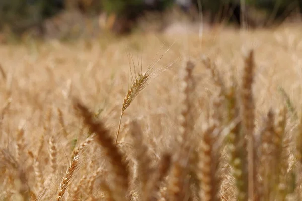 Detailní Fotografie Žlutých Uší Pšenice Poledne Přírodě Rajasthan Indie — Stock fotografie
