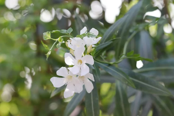 Close Foto Van Witte Oleander Bloemen Bloei Close Pali Rajasthan — Stockfoto