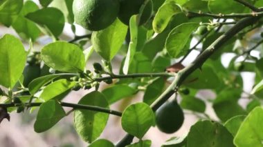 Hindistan 'da, dallardaki limon meyvelerinin yakın çekim görüntüleri.