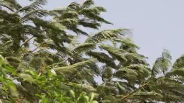 Kasırga 'nın son derece hızlı, güçlü bir rüzgarın, güneşli bir günde ağaçlara vuruşunun, süper tayfunun yakın çekim görüntüleri. Ağaçlar güçlü rüzgarlarla kırılır. Kötü hava. Hindistan.