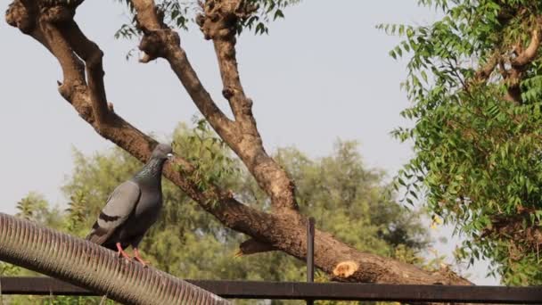 Close View Wild Gray Blue Pigeon Bird Sitting Pipe India — Stock Video