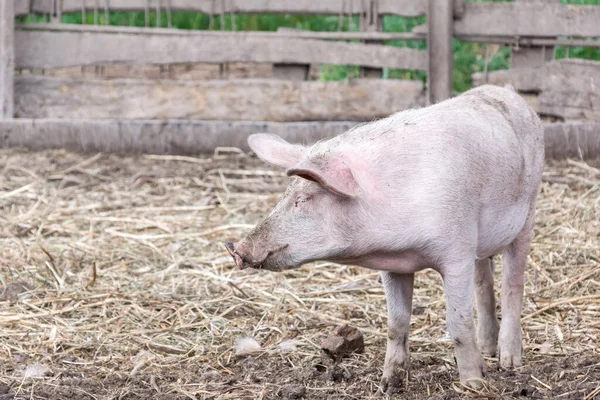 a small piglet in an open pig pen stands on fresh straw
