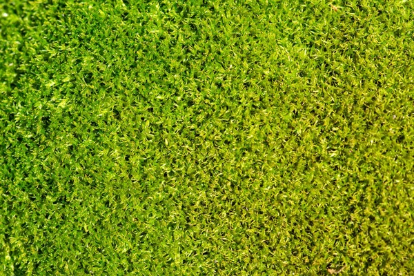 緑の苔の背景と質感マクロ写真 — ストック写真