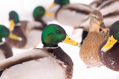 Vahşi ördekler şehir parkındaki göletin yanında karda yürür.