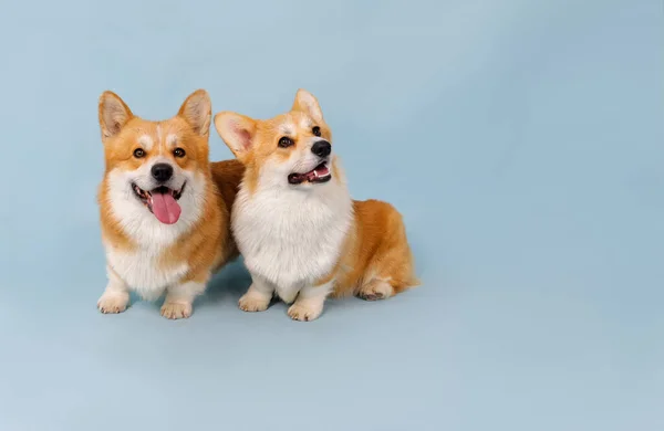 Twee schattige Corgi honden op een blauwe achtergrond — Stockfoto