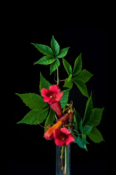花の種類 kampsis — ストック写真