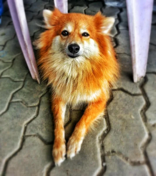 Anjing — Stok Foto