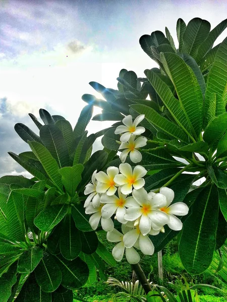 Frangipani — Stock Fotó