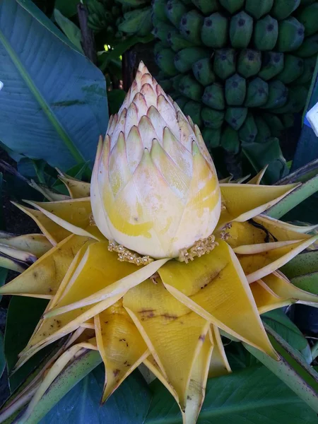 Golden lotus Musella splendida — Stock Fotó