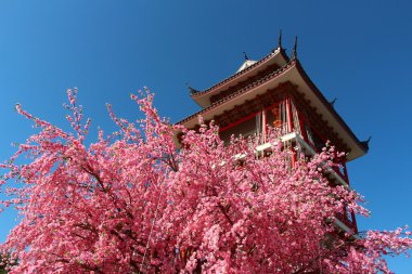 celestial dragon Köyü