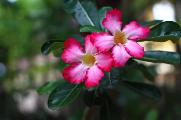 Azaleen-Blüte — Stockfoto