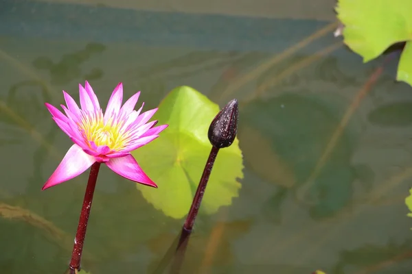 İkiz lotus