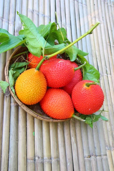 Pepino amargo de primavera — Foto de Stock