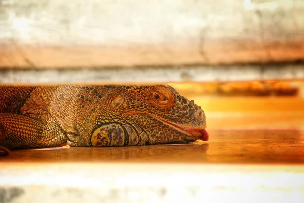 Iguana