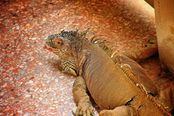 Iguana