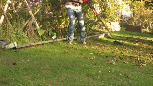 Žena Hrabe Její Zahradu Listí Pozdním Odpoledni Podzim — Stock video