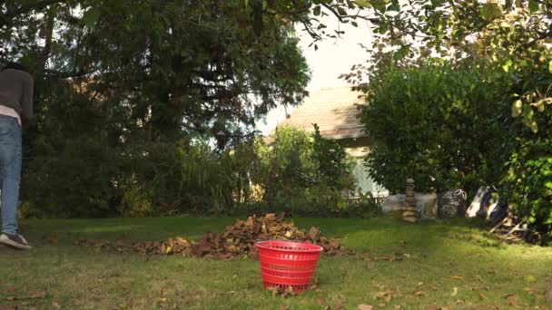은가을 오후에 정원에서 뜯어먹는다 — 비디오