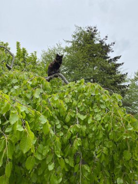 Yeşil ağaçta oturan kara kedi kameraya bakıyor..