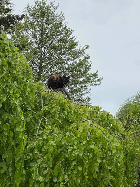 Gato Negro Sentado Árbol Verde Mirando Hacia Abajo Cámara — Foto de Stock