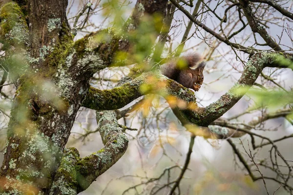 Hungry Brown European Squirrel Sitting Feeding Branch Tree Grey Winter — Stock Photo, Image