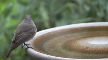 Dişi kızıl kuyruk sonbaharda kuş banyosunda su içer..