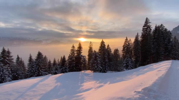 Fala Mgły Lasem Jodłowym Zachodzie Słońca Zimie Timelapse Część — Wideo stockowe