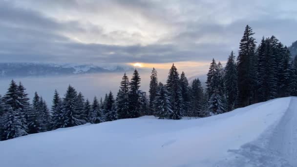 Nebelschwaden Hinter Tannenwald Bei Sonnenuntergang Winter Zeitraffer Teil — Stockvideo