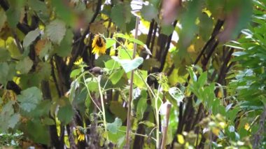 Sonbaharda ayçiçeği tohumlarını besleyen iki ispinoz. Sekans 4