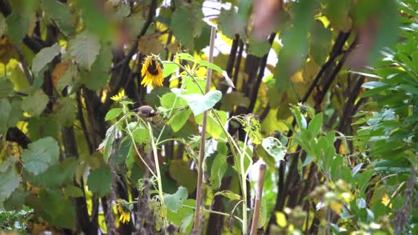 Dos Jilgueros Alimentando Semillas Girasol Otoño Secuencia — Vídeo de stock