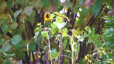 Sonbaharda ayçiçeği tohumlarını besleyen iki ispinoz. Sekans 2