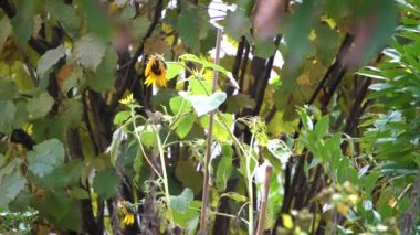 Sonbaharda ayçiçeği tohumlarını besleyen iki ispinoz. Sekans 3zoom