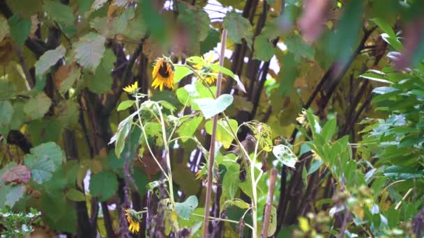 Dos Jilgueros Alimentando Semillas Girasol Otoño Secuencia — Vídeo de stock