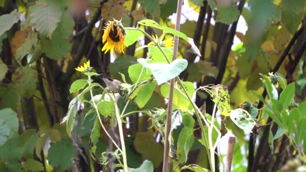 Zwei Stieglitz Füttern Herbst Sonnenblumenkerne Sequenz 3Zoom — Stockvideo