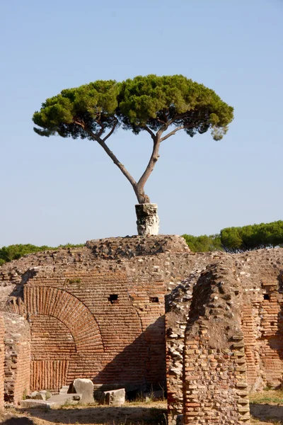 Copac mediteranean — Fotografie, imagine de stoc