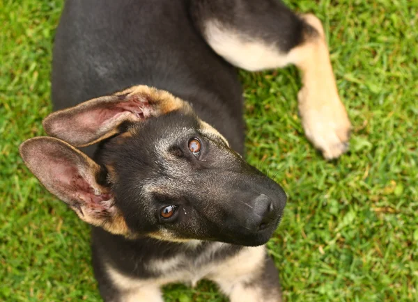 Little german shephard dog puppy — Stock Photo, Image