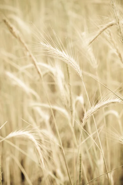 Frumento giallo — Foto Stock