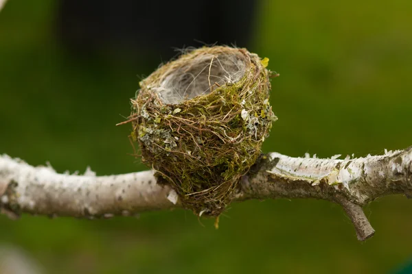 Nid d'oiseau vide sur la branche — Photo