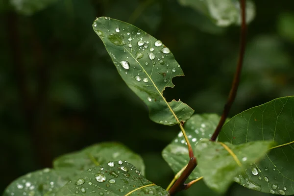 湿的叶子 — 图库照片