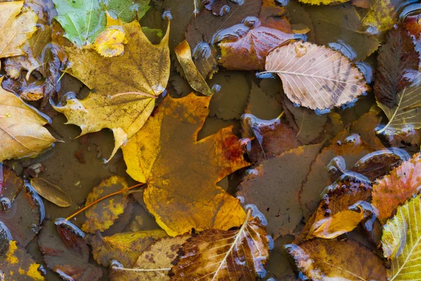 Natte Herfstbladeren — Stockfoto