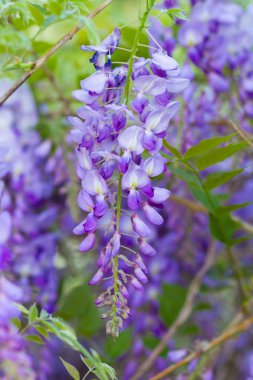 Wisteria