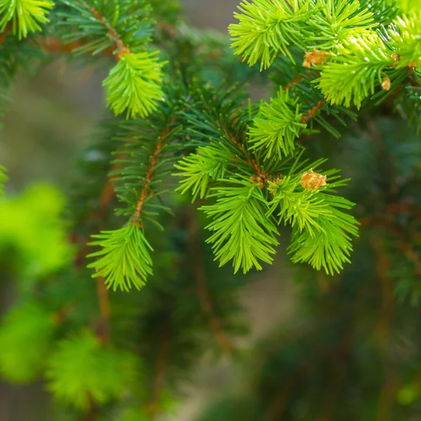 Pine tree branches — Stock Photo, Image