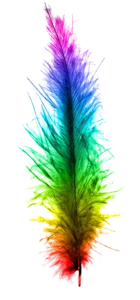 Colorful feather — Stock Photo, Image