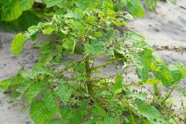 Colorado beetle on a potato leaf eating it clipart