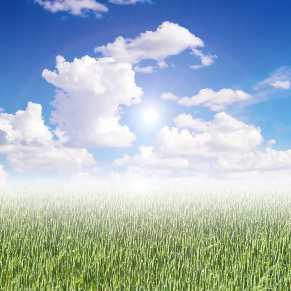 Green barley field in the morning — Stock Photo, Image