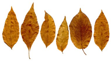 sonbahar yaprak arka plan, soyut kuru doku kahverengi grunge bitki