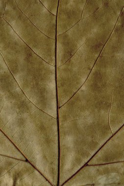 sonbahar yaprak arka plan, soyut kuru doku kahverengi grunge bitki