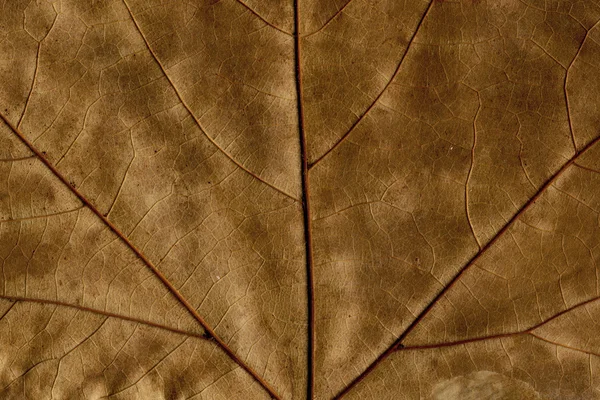 Herfst blad achtergrond, abstract droge textuur van een bruin grunge plant — Stockfoto